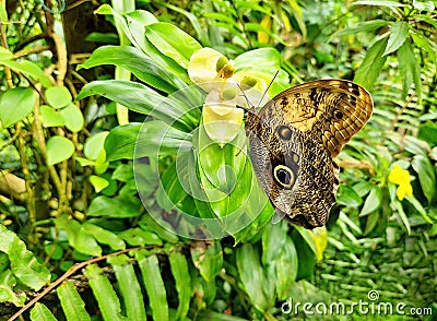 Caligo Memnon giant butterfly on flower Stock Photo