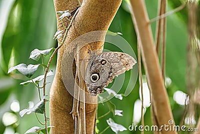 Caligo oedipus butterfly Stock Photo