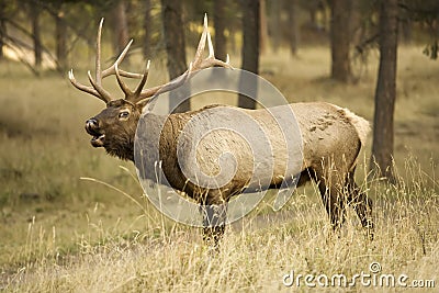 Call of a big Elk Stock Photo