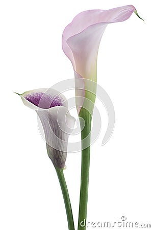 Calla Stock Photo