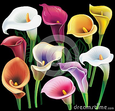 Calla flowers set in different colors Vector Illustration