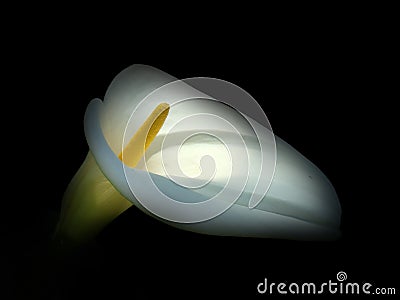 Calla / Kalla Stock Photo