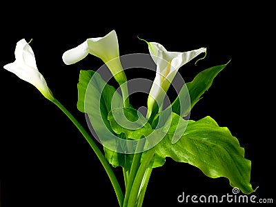 Calla lilies Stock Photo