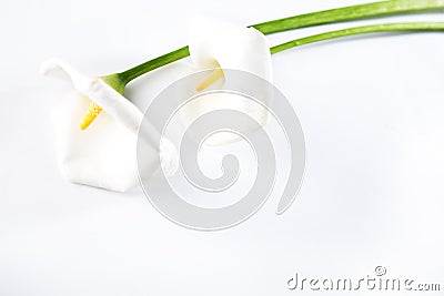 Calla lilies Stock Photo