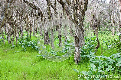 Calla Lilies Gone Wild Stock Photo