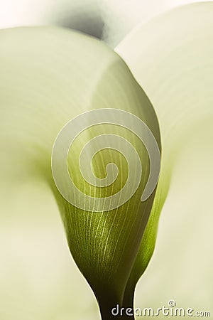 Calla lily extreme close up texture of the plant spathe from outside. Botanical concepts, macro photography shot in studio. Textur Stock Photo