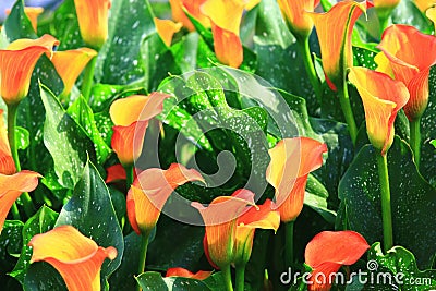 Calla lily field closeup Stock Photo