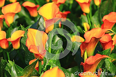 Calla lily field closeup Stock Photo