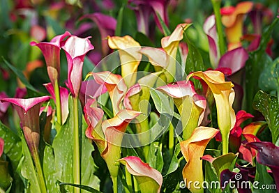 Calla lily field Stock Photo