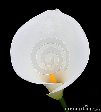 Calla Lily isolated on black background. Zantedeschia aethiopica. Stock Photo