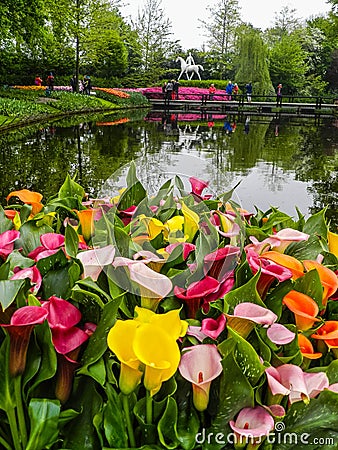 Calla lily flowers in Keukenhof Stock Photo