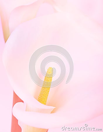 Calla Lily Stock Photo