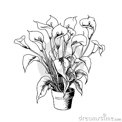 Calla lily in pots sketch hand drawn Vector illustration Vector Illustration