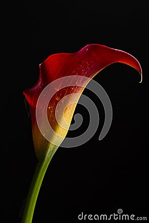 Calla Lily Stock Photo