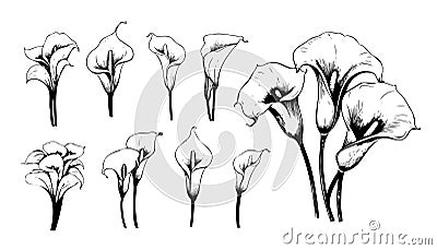 Calla lily set sketch hand drawn Vector illustration Vector Illustration