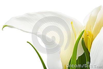 Calla lily spring flowers isolated on white background. ai generative Stock Photo
