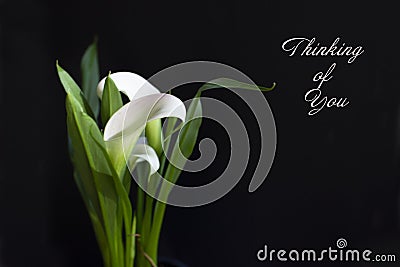 A Calla Lily with the text `Thinking of You` on a Black Backdrop Stock Photo