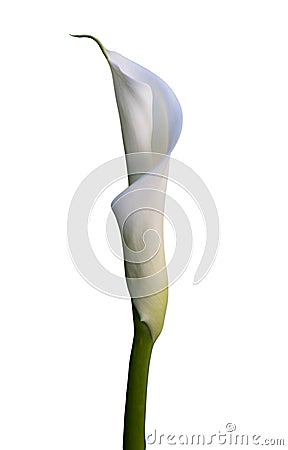 Calla lily on white Stock Photo