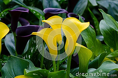 Calla lily yellow Three flowers in the lush flower garden Stock Photo