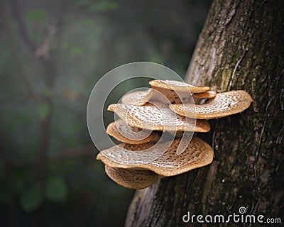 Tree fungus toadstools mushrooms Stock Photo