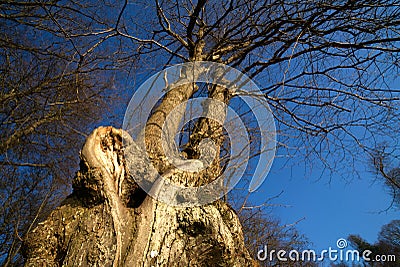 Callendar Wood - Forestry and Land Scotland Stock Photo