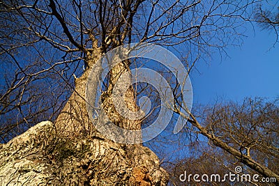 Callendar Wood - Forestry and Land Scotland Stock Photo