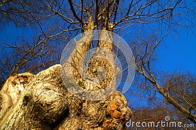 Callendar Wood - Forestry and Land Scotland Stock Photo