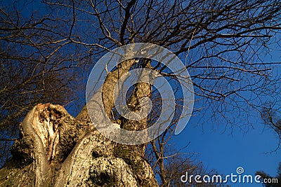 Callendar Wood - Forestry and Land Scotland Stock Photo