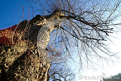 Callendar Wood - Forestry and Land Scotland Stock Photo