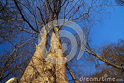 Callendar Wood - Forestry and Land Scotland Stock Photo