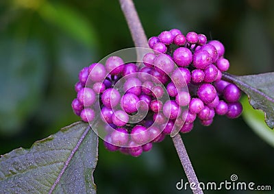 Callicarpa japonica or Japanese beautyberry branch with leaves and large cluster purple berries. Stock Photo