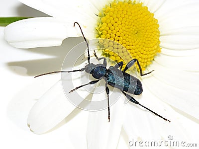 Callidium violaceum blue longhorn beetle Stock Photo