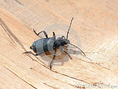 Callidium violaceum longhorn beetle on a piece of wood Stock Photo