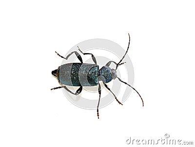 Callidium violaceum longhorn beetle on white background Stock Photo