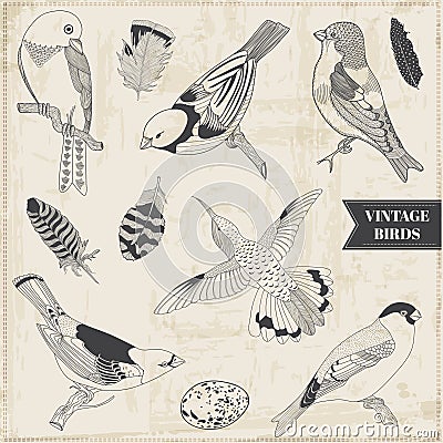 Calligraphic Hand drawn Birds Vector Illustration