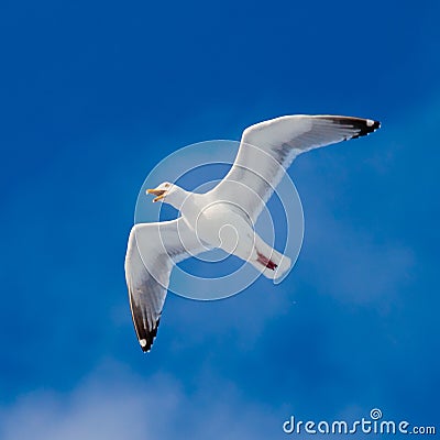 Calling herring gull flying in blue sky Stock Photo