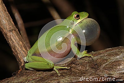 Calling male Green Treefrog with inflated vocal sac. Stock Photo