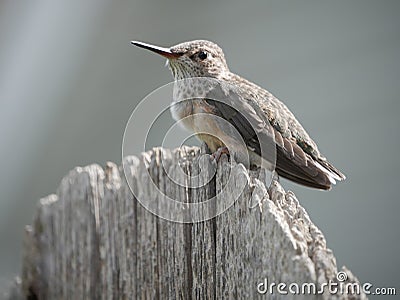 Calliope hummingbird close-up on fence Stock Photo