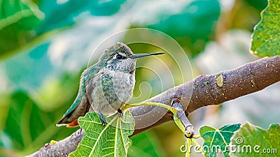 Calliope Hummingbird Looking Wide Stock Photo