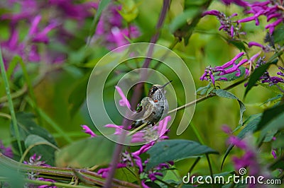 Calliope Hummingbird, Selasphorus calliope, Sitting in Bushes in Oaxaca, Mexico Stock Photo