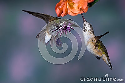 Calliope Hummingbirds Stock Photo
