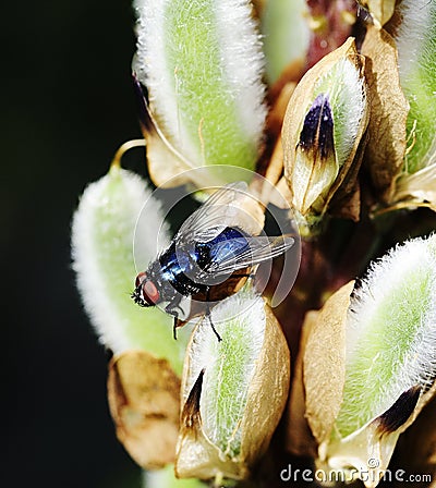 Calliphora vomitoria - bluebottle fly Stock Photo