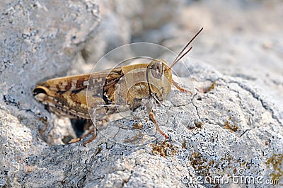 Calliptamus is a genus belonging to the family Acrididae, Crete Stock Photo