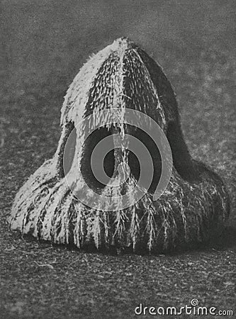Callistemma Brachiatum Seed of a Scabious enlarged 30 times Stock Photo