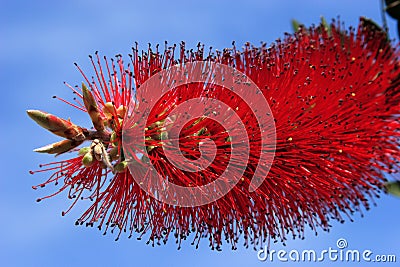 Callistemon citrinus Stock Photo