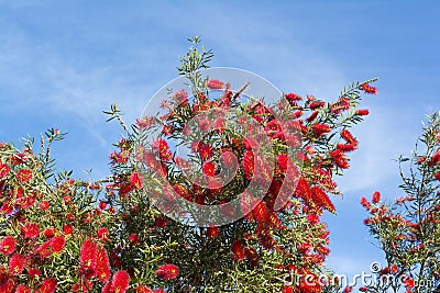 Callistemon Citrinus Flowering Shrub - Top Half - Crimson Red Bo Stock Photo