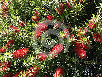 Callistemon Citrinus Plant Blossoming in South Daytona Stock Photo