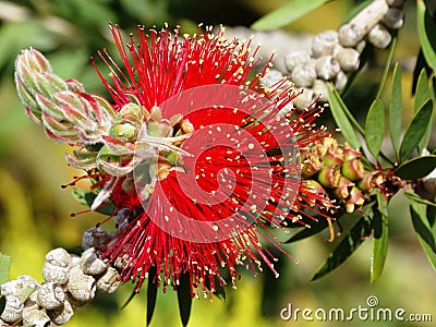 Callistemon myrtaceae. Callistemon. Decorative shrub with red fluffy flowers Stock Photo