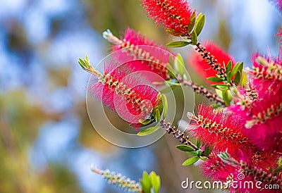 Callistemon rigidus or flower bottlebrush rigid red and green Stock Photo