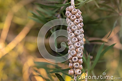 Callistemon seed boxes on branch, Australian plants, Nature concept with copy space Stock Photo